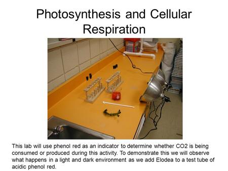 Photosynthesis and Cellular Respiration