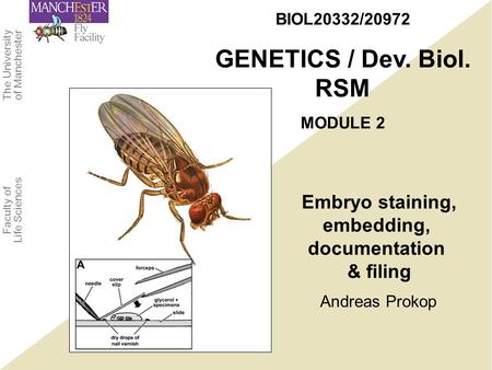 The University of Manchester Faculty of Life Sciences Andreas Prokop BIOL20332/20972 GENETICS / Dev. Biol. RSM MODULE 2 Embryo staining, embedding, documentation.