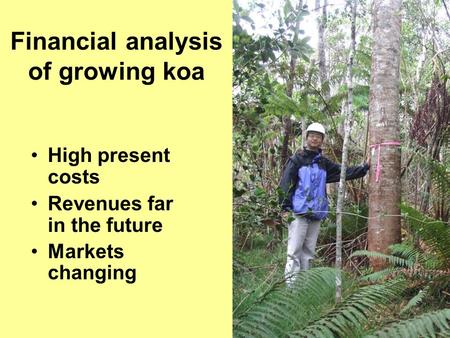 Financial analysis of growing koa High present costs Revenues far in the future Markets changing.