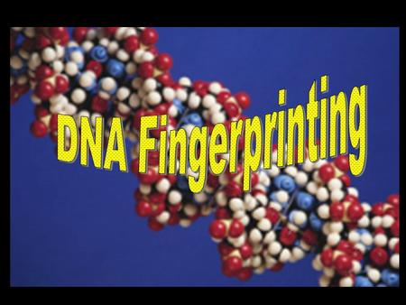 2 Historical Information w James Watson and Francis Crick--1953 discovered the configuration of the DNA molecule w Ray White--1980 describes first polymorphic.