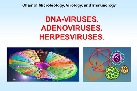 DNA-VIRUSES. ADENOVIRUSES. HERPESVIRUSES.