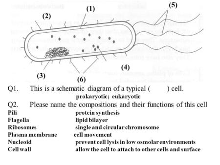 prokaryotic; eukaryotic