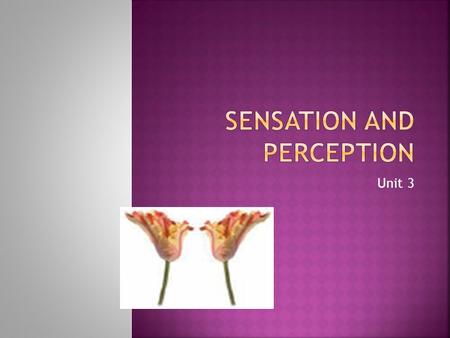 Sensation and Perception