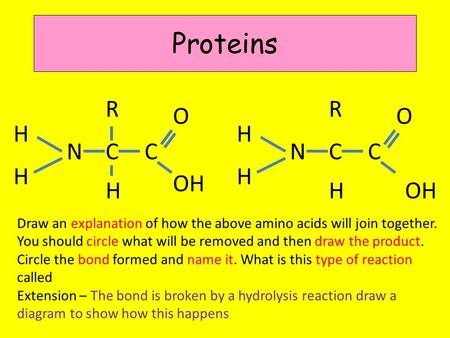 Proteins R R O O H H N C C N C C H H OH H H OH