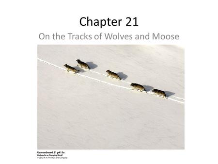 Chapter 21 On the Tracks of Wolves and Moose. Young Gray Wolf-Romeo Every summer and a few weeks in winter, scientist investigate the Isle Royale’s pack.