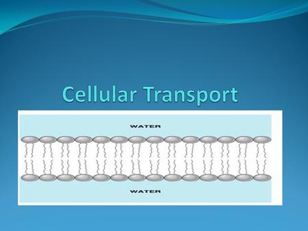 Cellular Transport.