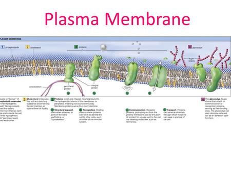 Plasma Membrane.