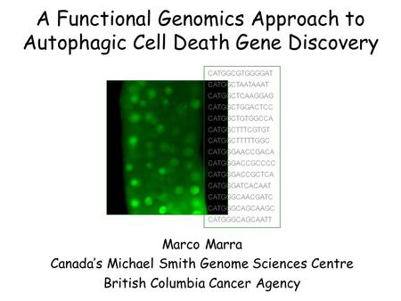 A Functional Genomics Approach to Autophagic Cell Death Gene Discovery Marco Marra Canada’s Michael Smith Genome Sciences Centre British Columbia Cancer.