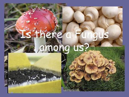 Is there a Fungus among us?