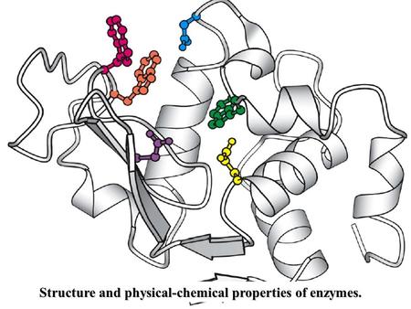 Structure and physical-chemical properties of enzymes.