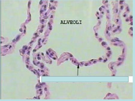 7.Pay attention to how many cells there are. 8.*BONUS* Name that cell… 8.