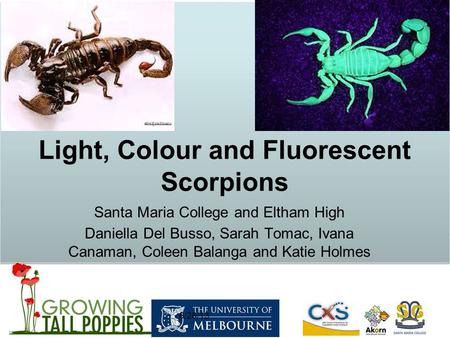 6/26/13 Light, Colour and Fluorescent Scorpions Santa Maria College and Eltham High Daniella Del Busso, Sarah Tomac, Ivana Canaman, Coleen Balanga and.