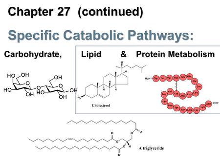 Chapter 27 (continued) Specific Catabolic Pathways: Carbohydrate, Lipid & Protein Metabolism.