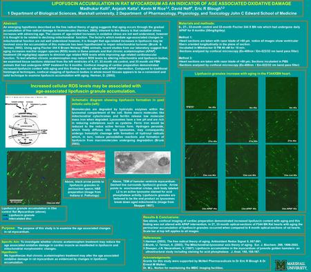 Increased cellular ROS levels may be associated with age-associated lipofuscin granule accumulation. Materials and methods: 6-, 27-, 33-month control and.