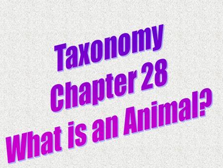 Animal Characteristics 1. Eukaryotes 2. Multicellular 3. No cell walls or chloroplasts 4. Heterotrophic.