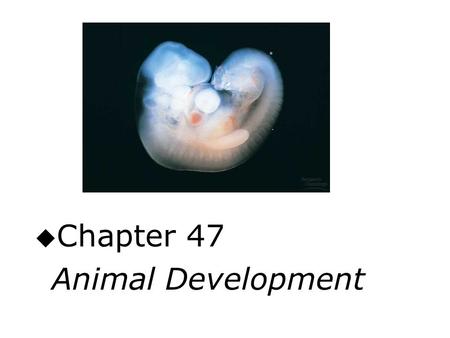 U Chapter 47 Animal Development. Embryonic development/fertilization u Preformation: until 18th century; miniature infant in sperm or egg u Epigenesis: