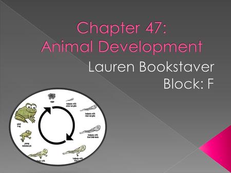 Chapter 47: Animal Development