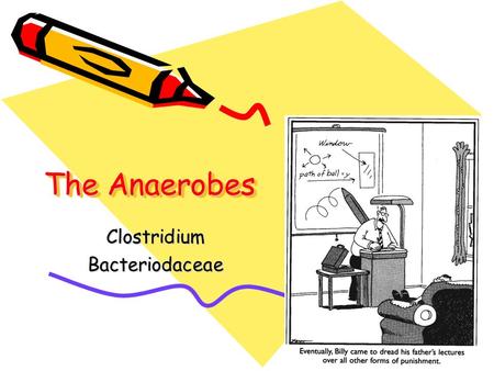 The Anaerobes ClostridiumBacteriodaceae. Anaerobes of Clinical Importance Gram(+) Spore-Forming Bacilli –Clostridium Gram(-) Bacilli: Bacteriodaceae: