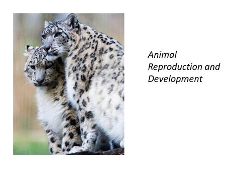 Animal Reproduction and Development