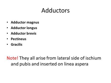 Adductors Adductor magnus Adductor longus Adductor brevis Pectineus