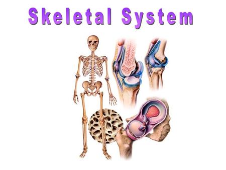 Support- framework that supports body and cradles its soft organs Protection- for delicate organs, heart, lungs, brain Movement- bones act as levers for.