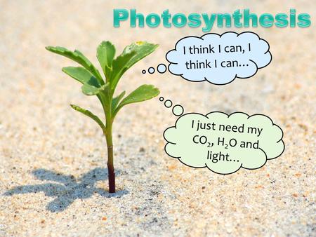 I think I can, I think I can… I just need my CO 2, H 2 O and light…