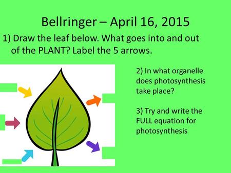 Bellringer – April 16, 2015 1) Draw the leaf below. What goes into and out of the PLANT? Label the 5 arrows. 2) In what organelle does photosynthesis.