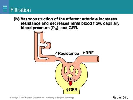 Copyright © 2007 Pearson Education, Inc., publishing as Benjamin Cummings Figure 19-8b Filtration.