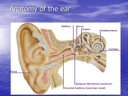 Anatomy of the ear.