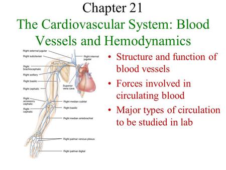 Chapter 21 The Cardiovascular System: Blood Vessels and Hemodynamics