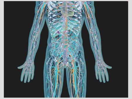 Lecture 11 Outline (Ch. 42) I. Circulatory Systems II. Human Heart