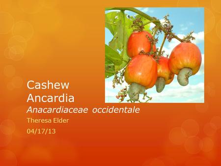 Cashew Ancardia Anacardiaceae occidentale