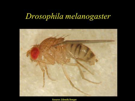 Drosophila melanogaster