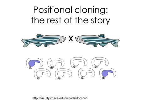 Positional cloning: the rest of the story  a a a a a a a a X.