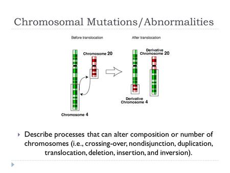 Chromosomal Mutations/Abnormalities  Describe processes that can alter composition or number of chromosomes (i.e., crossing-over, nondisjunction, duplication,