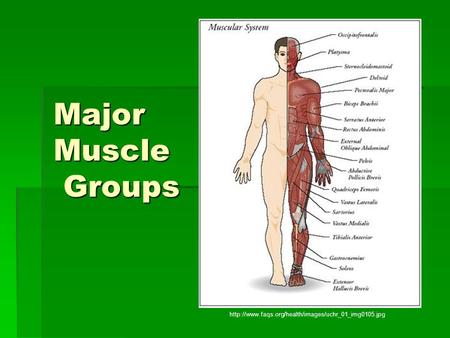 Major Muscle Groups