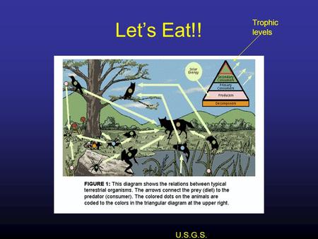 Let’s Eat!! Trophic levels U.S.G.S..