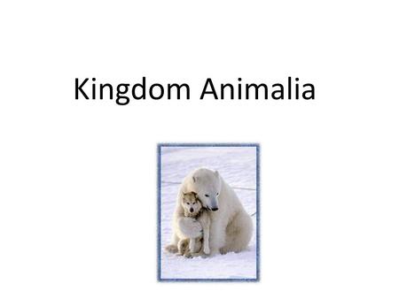 Kingdom Animalia. Review of the Six Kingdoms Archaebacteria Eubacteria Protista Fungi Plantae Animalia.