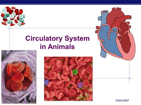 Regents Biology 2006-2007 Circulatory System in Animals.