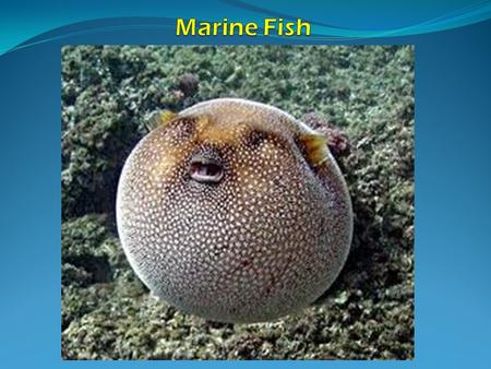 Marine Fish.