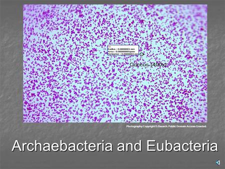 Archaebacteria and Eubacteria Photography Copyright D.Bausch. Public Domain Access Granted.