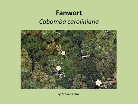 Fanwort Cabomba caroliniana By: Steven Gilio. Taxonomy Kingdom: Plantae Subkingdom: Tracheobionta Division: Magnoliophyta Class: Magnoliopsida Subclass: