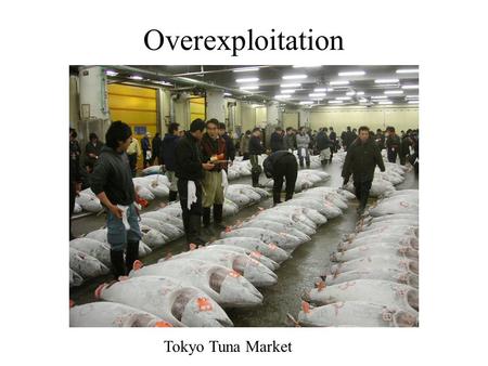 Overexploitation Tokyo Tuna Market.