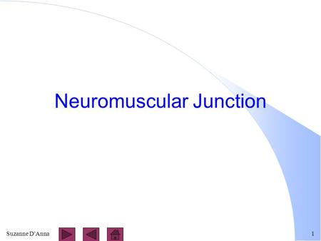 Suzanne D'Anna1 Neuromuscular Junction. Suzanne D'Anna2 Motor Unit l one motor neuron l all the skeletal muscles it stimulates.