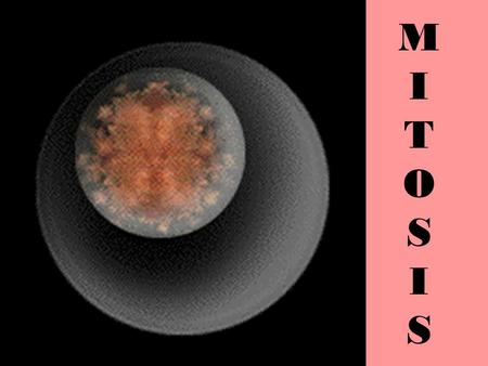 MITOSISMITOSIS. Mitosis is… The process of cell growth & division There are 5 parts to it: –I Interphase*Growth* –P Prophase –MMetaphase –AAnaphase –TTelophase.