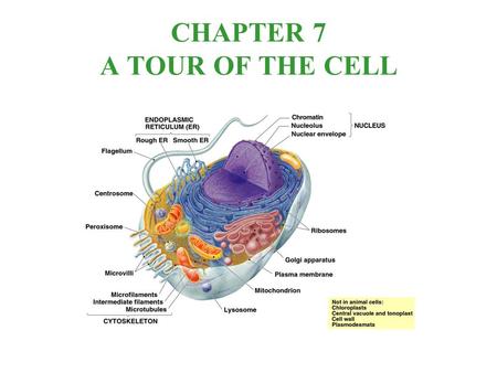 CHAPTER 7 A TOUR OF THE CELL