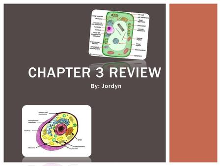 By: Jordyn CHAPTER 3 REVIEW.  Robert Hooke was the first to describe cells, He used an early light microscope to examine dried cork. When he did this.