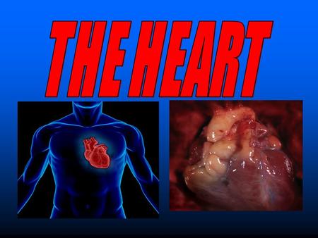 Parts of The Heart The Atria (or Atriums) The Atria (or Atriums) -Receiving Chambers -Receiving Chambers The Ventricles The Ventricles -Pumping Chambers.