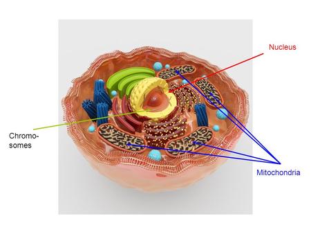 Nucleus Mitochondria Chromo- somes. Mitochondrial Diseases Organs with high energy needs tend to be most severely affected e.g. muscle, brain, eyes,