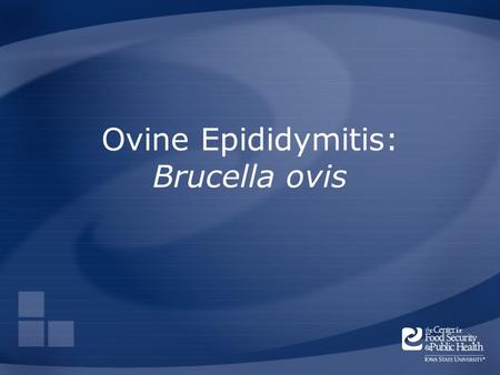 Ovine Epididymitis: Brucella ovis